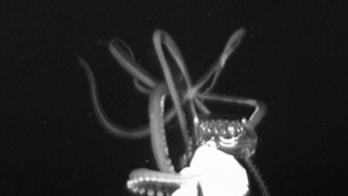 Terrifying images show giant squid the size of a car caught on camera in US waters for first time