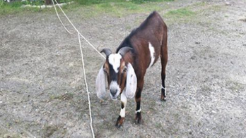 Maine police joke 'charges were dropped' against goat that chased woman