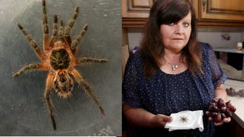 Grandmother finds live tarantula in grapes before giving them to her grandchildren