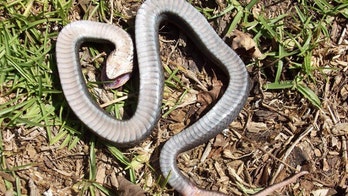 ‘Zombie snake’ found in North Carolina can 'play dead,' officials say