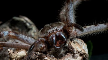 Guests watch in horror as massive huntsman spider eats a possum in their ski lodge