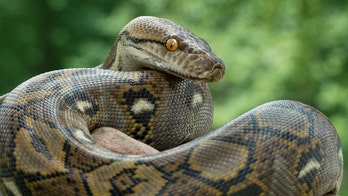 Police hunt for 9-foot python that could eat a human loose in British city