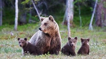 Mother grizzly bear killed by train, then her 2 cubs struck and killed by another train, Montana officials say