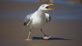 Seagull attacks kept English couple stranded in their home