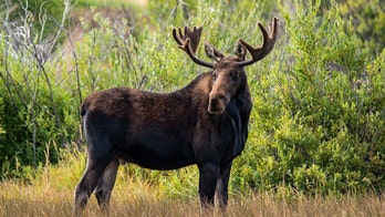More women are hunting moose in Maine