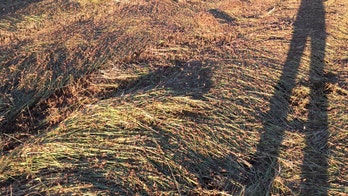 'Biblical' swarm of locusts plague Italian farmlands in worst infestation since WWII