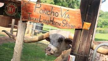 Texas longhorn earns the name, breaking Guinness record for length