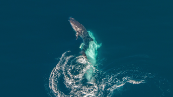 Attempted whale shark mating caught on camera for the first time in history