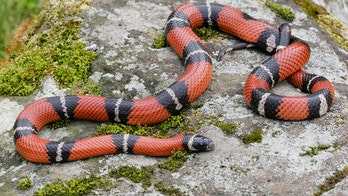 Massachusetts mom 'in shock' after snake bites 9-month-old baby in kitchen