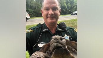 Florida police 'detain' turtle for crossing road slow and steady, let off with warning and selfie