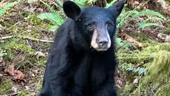 Oregon bear put down after people feed him, take selfies, officials say