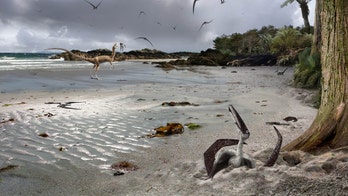Prehistoric shocker: Baby pterosaurs could fly at birth, study finds