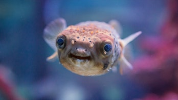 Man learns the hard way mixing pufferfish and cocaine is a horrible idea