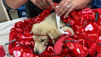 Puppy who disappeared after owner crashed car is rescued in mountains 13 days later