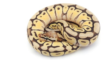 Missouri woman returns from vacation to find python in kitchen pantry