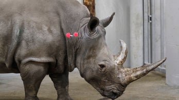 Scientists successfully transfer first test tube rhino embryo