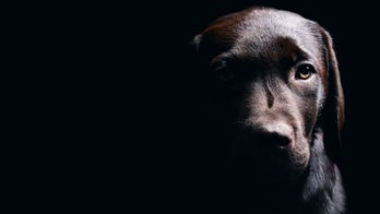 Sad photo shows dog waiting for dead owner to come home