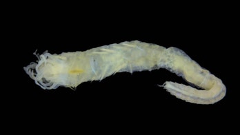 Meet the Scottish sea worm with eyes on its butt