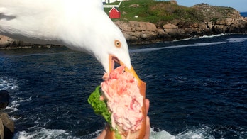 Seagull steals lobster roll out of Maine tourist’s hand in epic photo