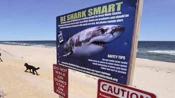 Cape Cod researchers to track, place video cameras on great white sharks in bid to keep beachgoers safe