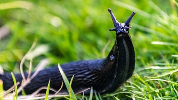 Japanese railway says dead slug responsible for chaos that delayed 12,000 train passengers