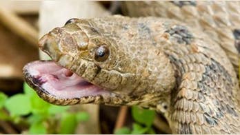 Snake struggles to swallow catfish whole, graphic images show: ‘Not something you see every day'