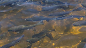 Michigan department says it was ‘irresponsible’ to tie wedding ring to fish