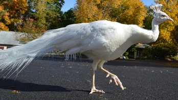 'Beloved' white peacock killed by lion at New York zoo