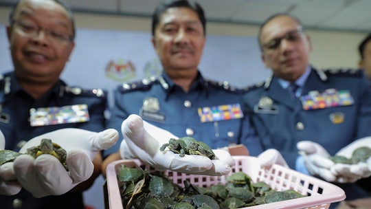 Malaysia authorities seize 5,255 tiny turtles and drugs at Kuala Lumpur airport