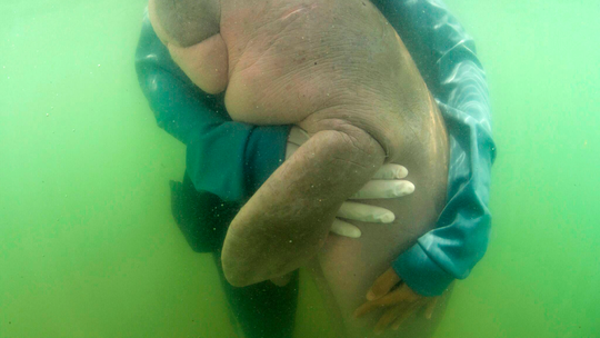 Thai vets nurture lost baby dugong with milk and sea grass