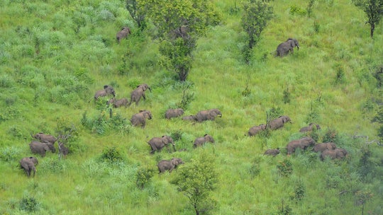 Mozambican wildlife reserve wipes out elephant poaching thanks to US support group