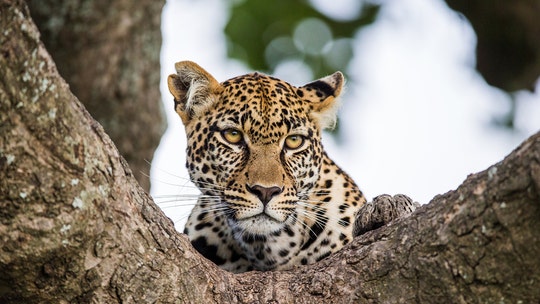 Boy, 2, killed by leopard at Kruger Park in South Africa