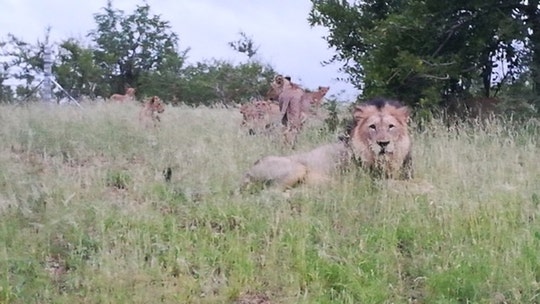 Dozens of lions free to roam free near South African town: 'You don't really go jogging or riding a bicycle here'
