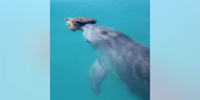 A bottlenose dolphin with a sponge in Shark Bay. 