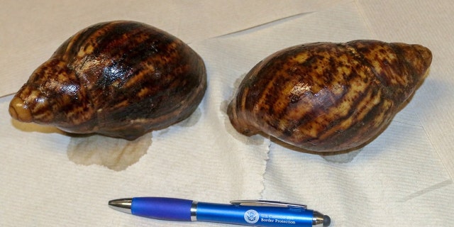 The snail, which can grow up to eight inches long, is considered to be "one of the most harmful snails in the world" as it feeds at least 500 different plant species and can cause structural damage to the plaster and plaster