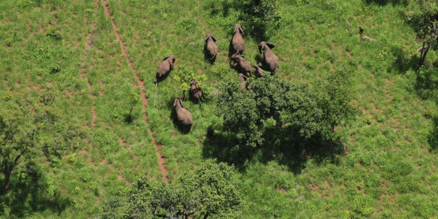 The work by WCS and Mozambique is bucking the trend elsewhere in Africa, where the population of elephants across the continent has dropped by a fifth in the past decade.