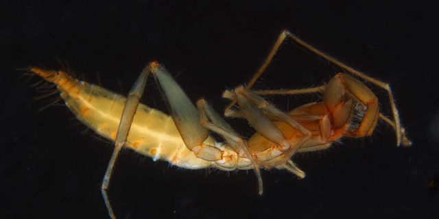 A subterranean schizomid is pictured.