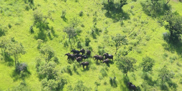 The New York-based Wildlife Conservation Society (WCS) has announced that not a single elephant has been poached in the last year in Mozambique’s Niassa Reserve.