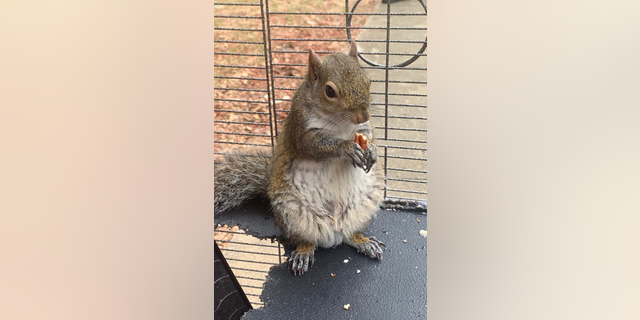 In this June 2019 photo released by the Limestone County Sheriff's Office, a squirrel is shown in a cage, in Ala. Alabama investigators say a man kept the caged "attack squirrel" in his apartment and fed it methamphetamine to ensure it stayed aggressive. (Limestone County Sheriff's Office via AP)