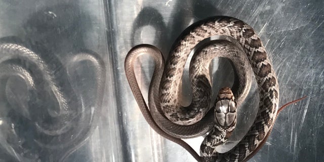 Though the snake was only about 3-feet long, black racer snakes can grow up to 5 feet.