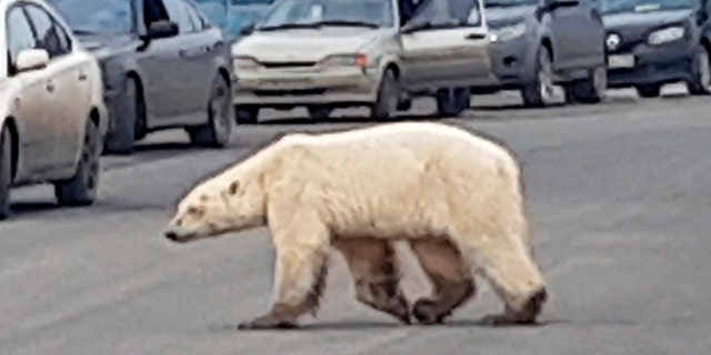 This image taken from video released by @putoranatour/Oleg Krashevsky on Monday, June 17, 2019, shows a polar bear crossing a road in Norilsk, Russia.