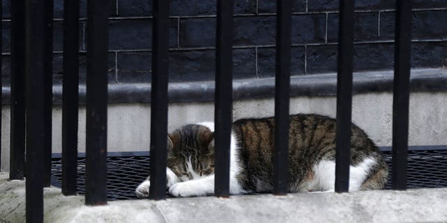 Larry, the 10 Downing Street cat and Chief Mouser to the Cabinet Office sleeps in the street before the arrival of President Donald Trump in central London, Tuesday, June 4, 2019.