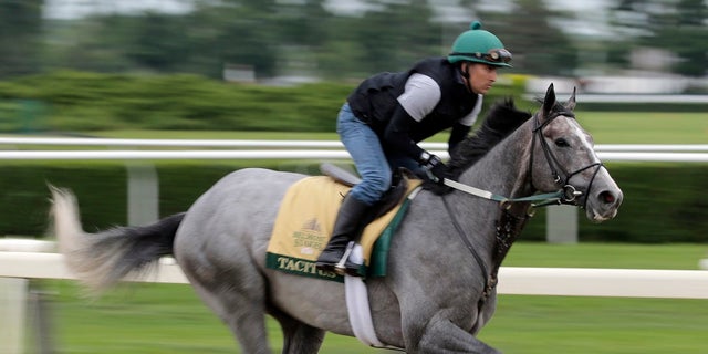 Exercise rider, Joe Ramos, rides Tacitus during training sessions at Belmont Park in Elmont, NY on Wednesday, June 5, 2019. The 151st Belmont Stakes is scheduled for Saturday, June 8th. . (AP Photo / Seth Wenig)