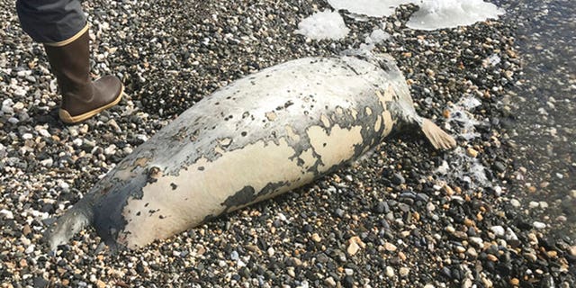 This May photo shows a dead seal found on a beach near Kotzebue, Alaska.