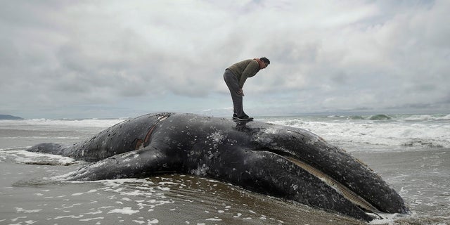 On this May 6th photo, Duat Mai stands at the top of a dead whale in Ocean Beach, San Francisco. (AP Photo / Jeff Chiu, File)