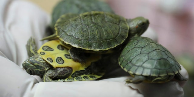 Customs officials display seized turtles at the customs office Wednesday, June 26, 2019, in Sepang, Malaysia. Two Indian citizens were arrested due to smuggling attempt into the country on a flight from Guangzhou, China with thirty-two small boxes packed with 5,225 red-eared slider turtles. (AP Photo/Vincent Thian)