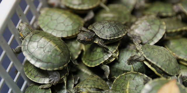 Customs officials display seized turtles at the customs office Wednesday, June 26, 2019, in Sepang, Malaysia. Two Indian citizens were arrested due to smuggling attempt into the country on a flight from Guangzhou, China with thirty-two small boxes packed with 5,225 red-eared slider turtles. (AP Photo/Vincent Thian)