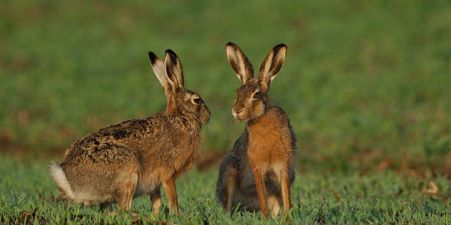 Hare have been known to spread the life-threatening disease.