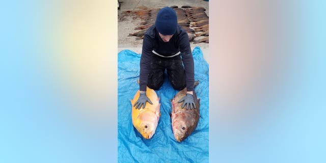 The largest in the North American sucker family, buffalofish can get up to 48 inches and around 40 pounds.