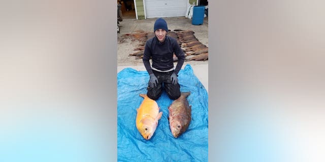 When Fugate pulled the large fish out of the water, the pair were shocked by how big and orange it was.